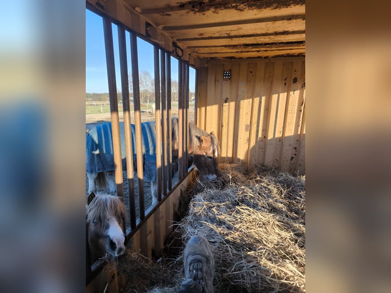 Hodowla w dużym, przestronnym boksie z pełną opieką