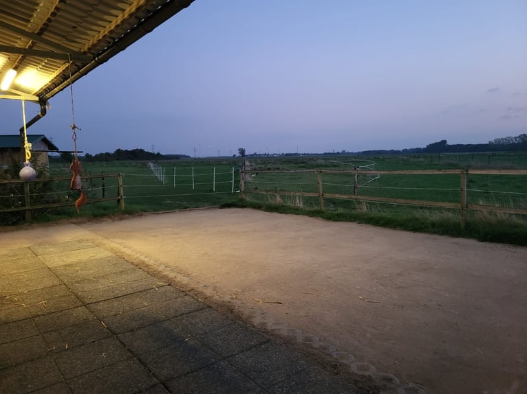 hübscher Offenstallplatz in Zweier-WG frei (Wallach gesucht)