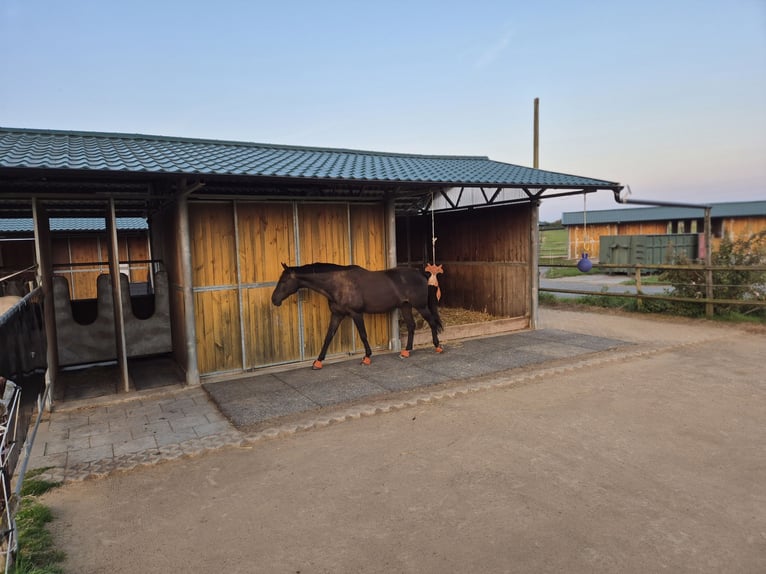 hübscher Offenstallplatz in Zweier-WG frei (Wallach gesucht)