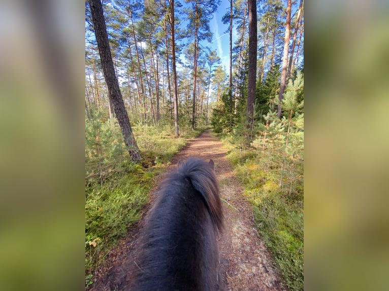 Isländer oder Pony gesucht - Offenstallplatz frei!