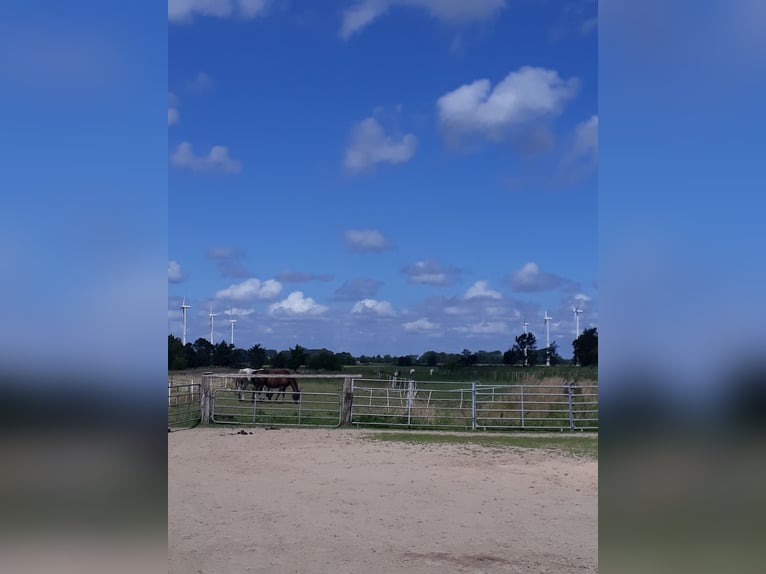 Kurplatz an der Nordsee für Wallache