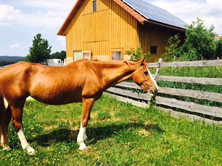 Little Peace Ranch ma jeszcze miejsce dla Twojego czworonożnego przyjaciela