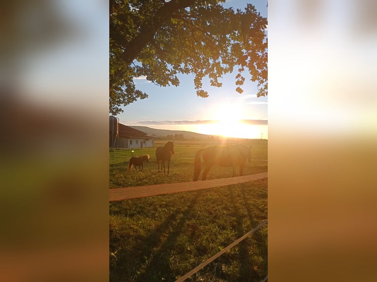 Miejsca do stajni w spokojnej atmosferze