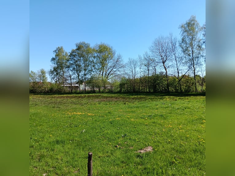 Miejsca w wolnym boksie dla islandzkich koni lub kuców do wzrostu do 148 cm w Appen-Etz