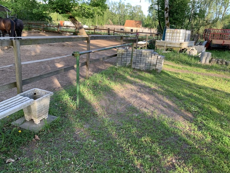 Miejsca w wolnym boksie dla klaczy i wałachów w Bernau