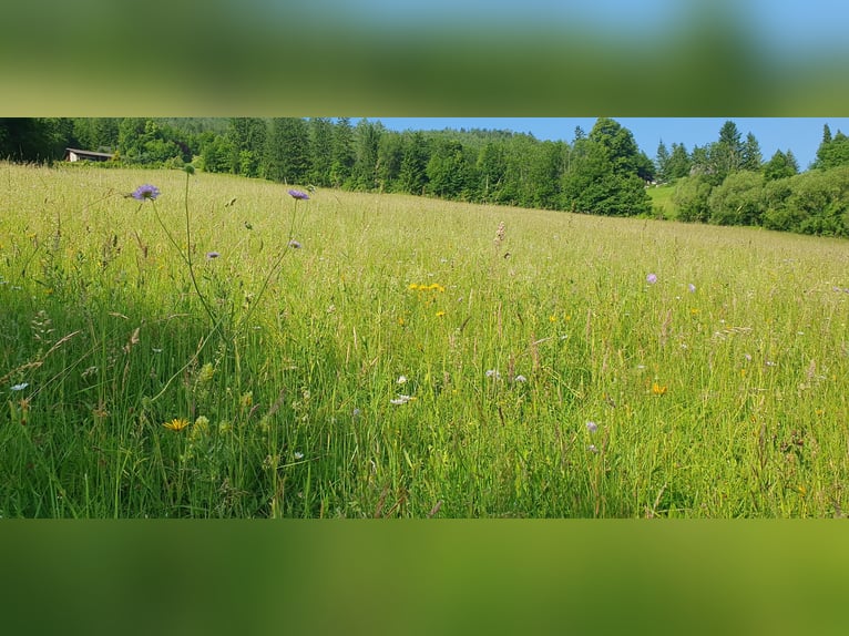 Miejsce dla emerytowanej klaczy na Semmering