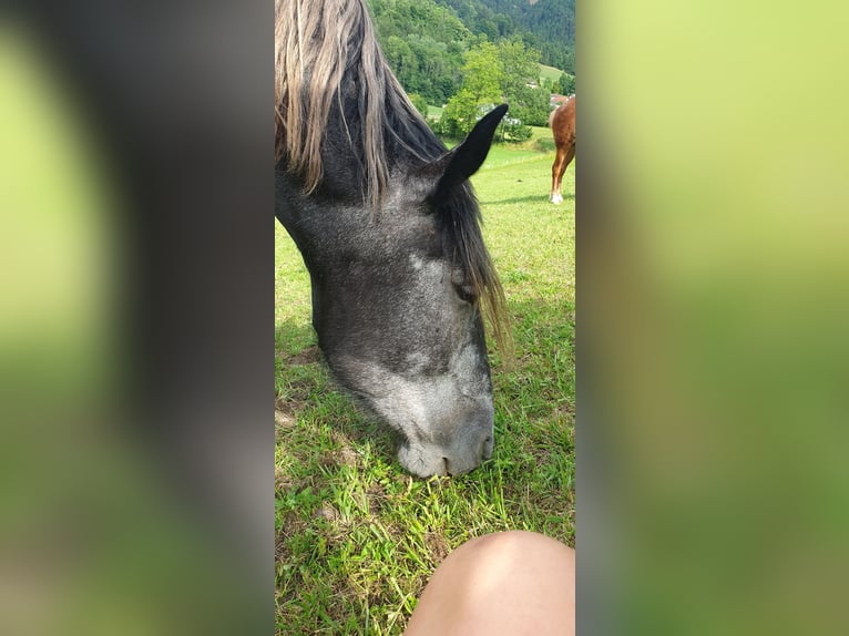 Miejsce dla emerytowanej klaczy na Semmering