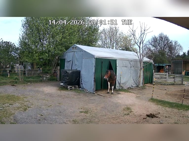 ...miejsce dla Twojej klaczy...