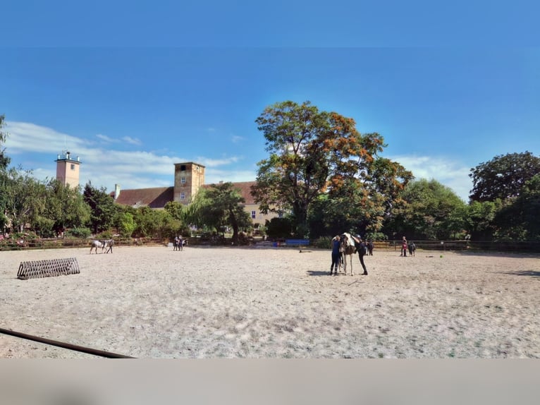 Miejsce do stajni z halą w kompleksie jeździeckim Schloss Niederabsdorf (powiat GF)