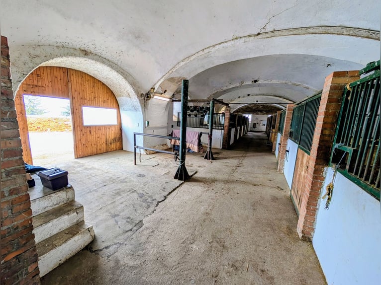 Miejsce do stajni z halą w kompleksie jeździeckim Schloss Niederabsdorf (powiat GF)