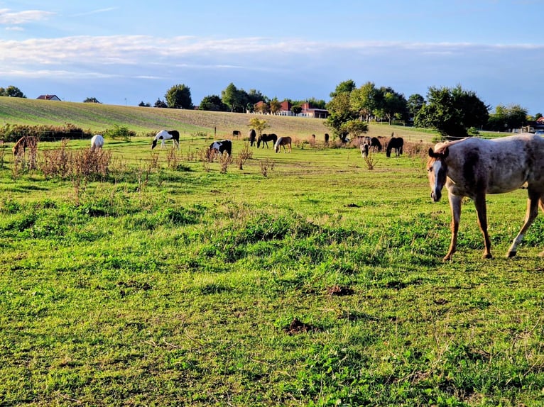 Miejsce do stajni z halą w kompleksie jeździeckim Schloss Niederabsdorf (powiat GF)