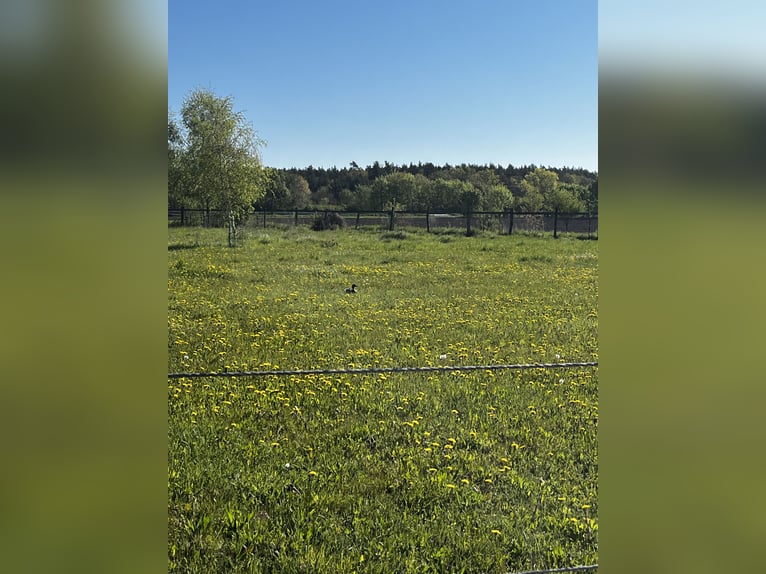 Miejsce w małej zagrodzie otwartej dla kucyków