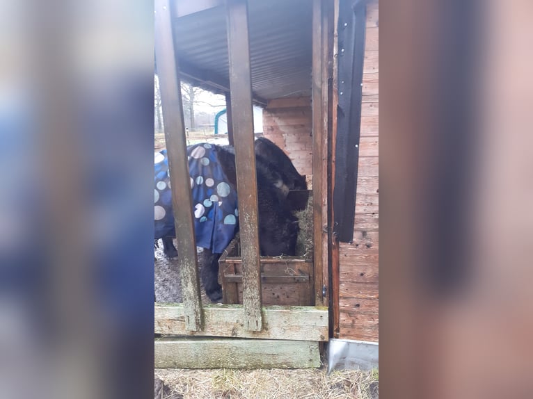 Miejsce w otwartym boksie dla emerytowanego konia, konia, Shetland pony