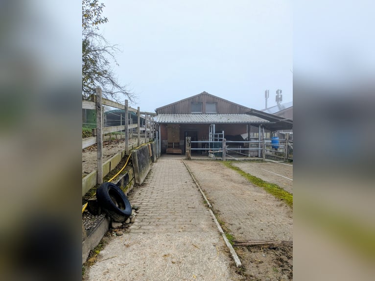 Miejsce w stadzie kuców dla Mini lub Shetlanda do wynajęcia – samowystarczalny opiekun