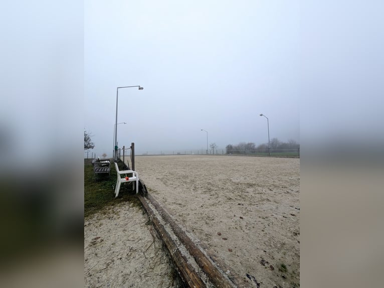 Miejsce w stadzie kuców dla Mini lub Shetlanda do wynajęcia – samowystarczalny opiekun