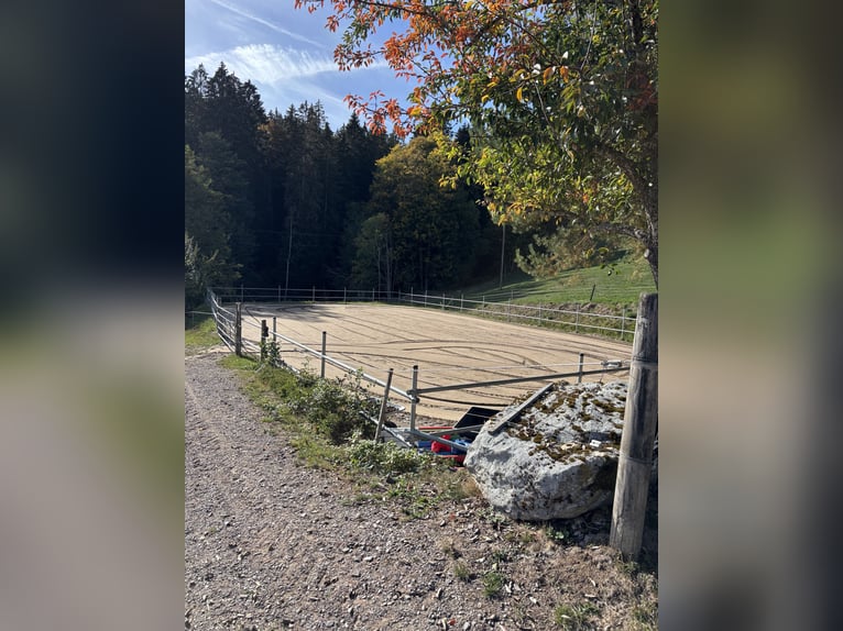 Miejsce w wolnym boksie dla 1-2 małych koni