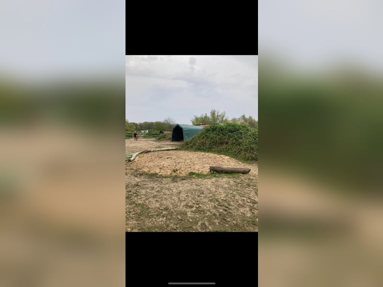 Miejsce w wolnym boksie dla emeryta z pełnym wyżywieniem / pełną opieką