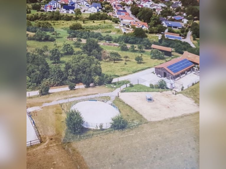 Miejsce w wolnym boksie dla konia islandzkiego