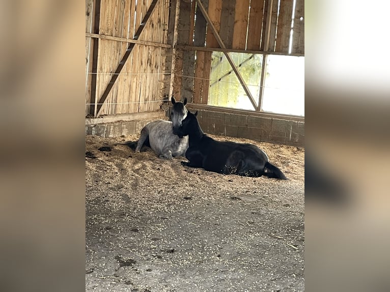 Miejsce w wolnym boksie