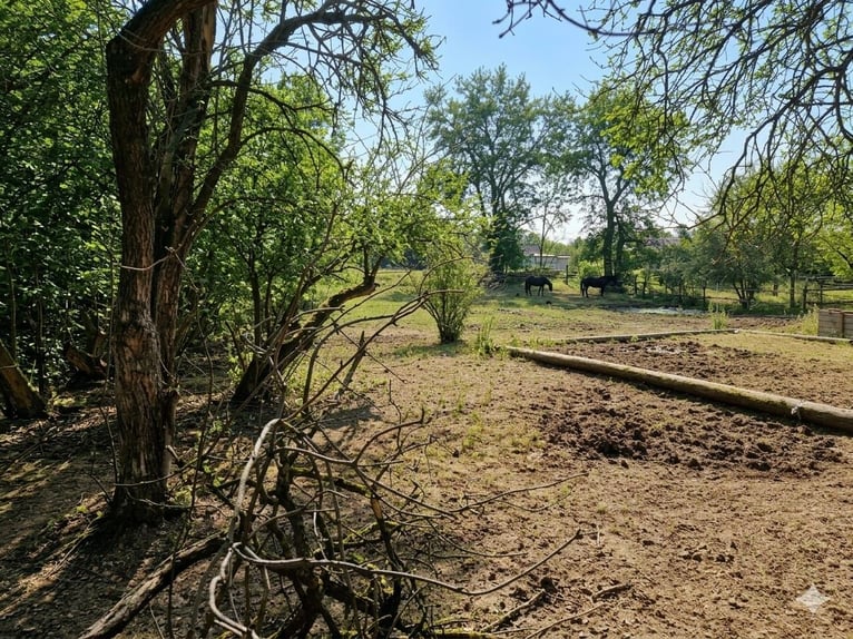 Miejsce w wolnym boksie w Wiedniu, 1210, w pobliżu Lobau