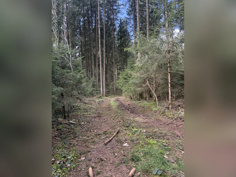 Od lata 2026 dostępne miejsca do stajennowania w nowej stajni dla koni islandzkich