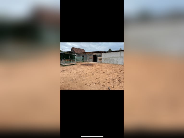 Oddzielna stajnia otwarta dla 2-3 koni dostępna w 91074 Burgstall (Herzogenaurach)