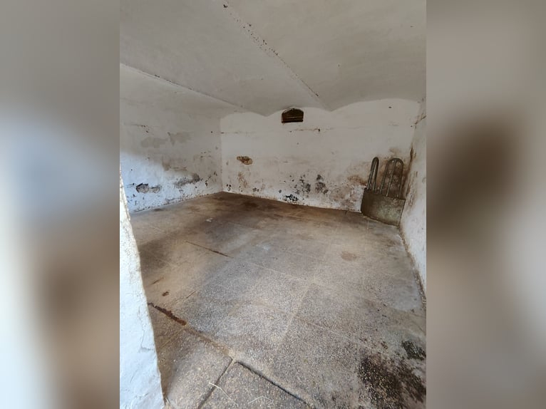 Offenstall Platz für 1 Pferd frei