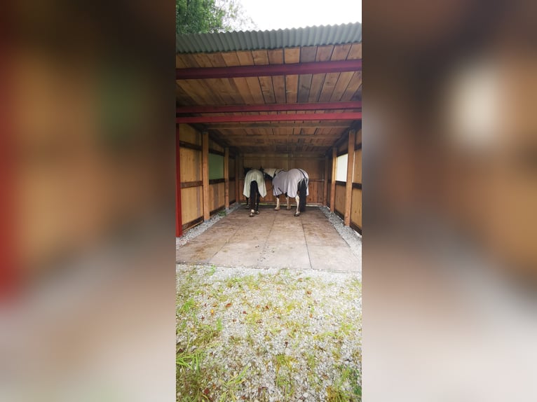 Offenstall Stallplatz in Vollpension 