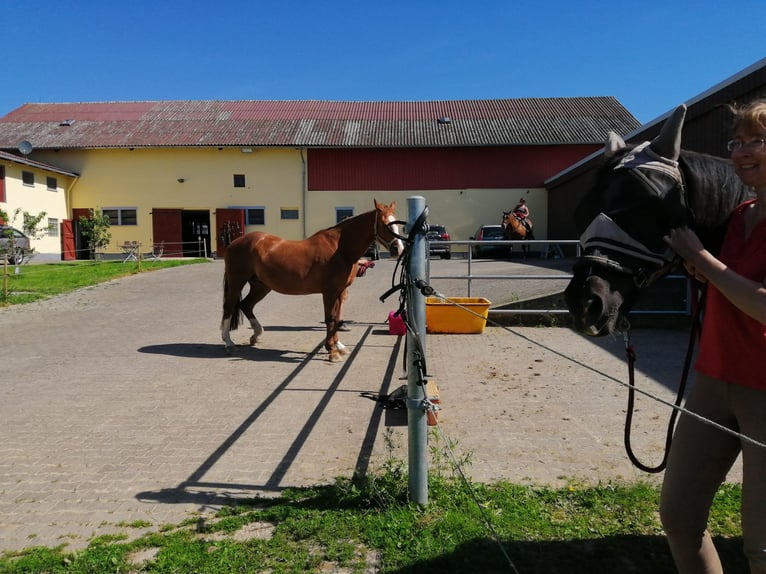 Offenstall und freie Boxen 