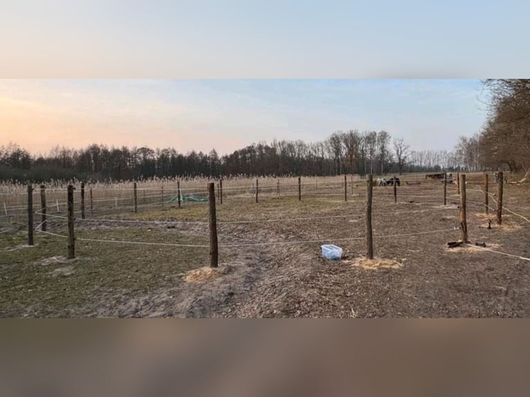 Offenstallplätze frei 