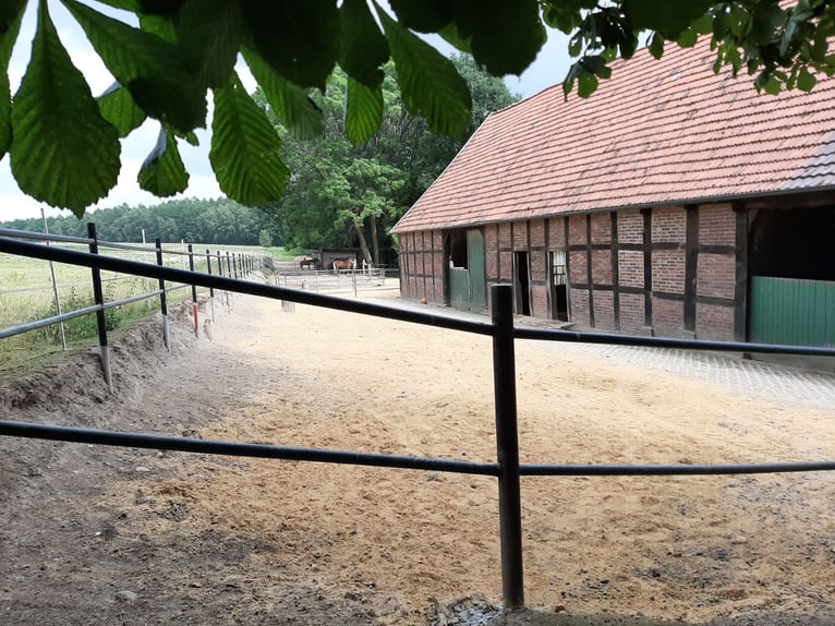 Offenstallplätze für Pferde frei, Belm bei Osnabrück