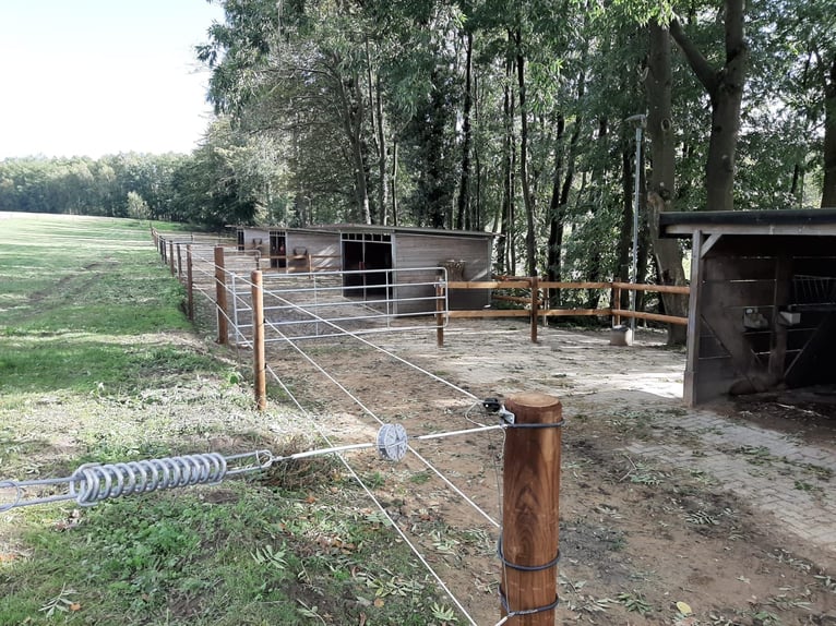 Offenstallplätze für Pferde frei, Belm bei Osnabrück