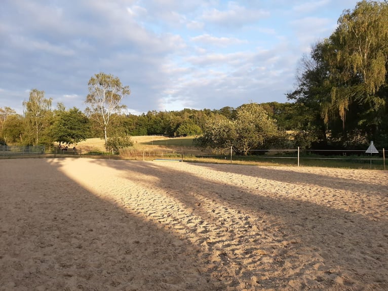 Offenstallplätze für Pferde frei, Belm bei Osnabrück