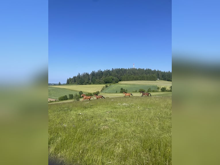 Offenstallplätze für Wallache frei 