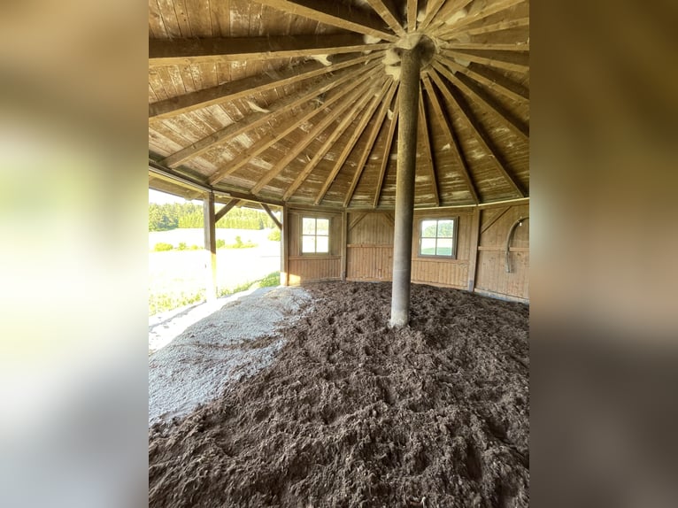 Offenstallplätze für Wallache frei 