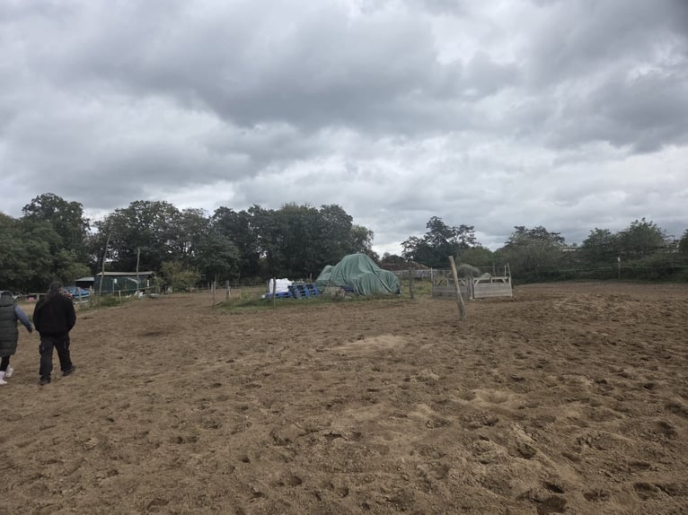 Offenstallplatz frei 