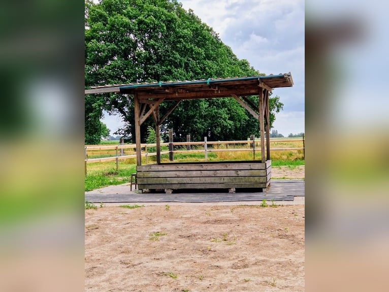 Offenstallplatz frei