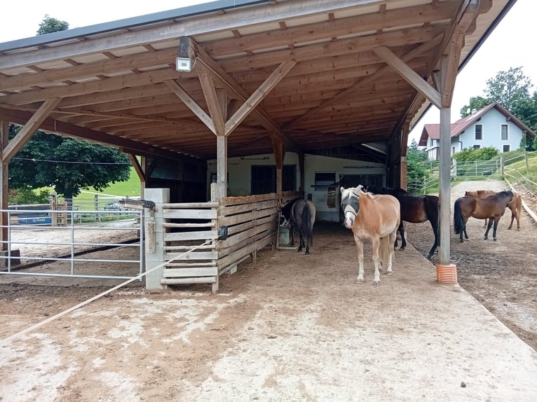 Offenstallplatz frei! 