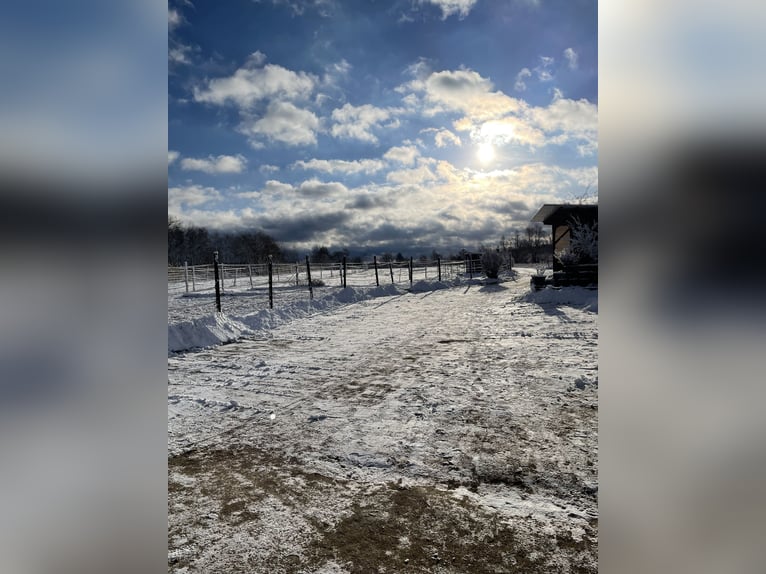 Offenstallplatz für Stute (bis 1.60m)