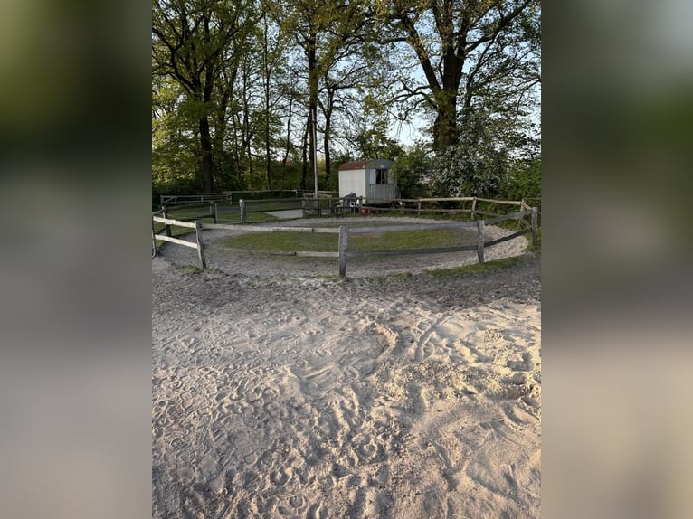 Offenstallplatz für Stute frei