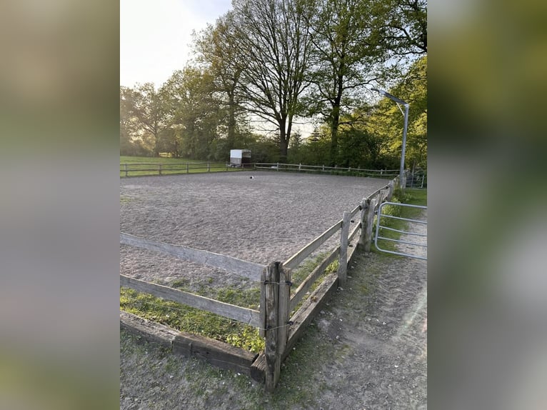 Offenstallplatz für Stute frei