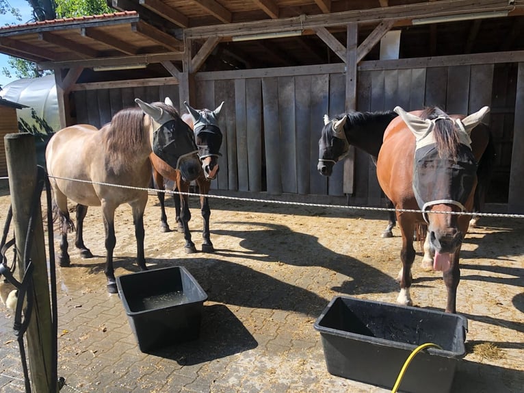 Offenstallplatz für Stute