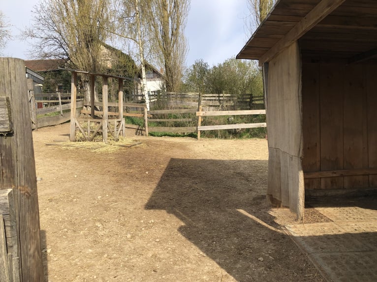 Offenstallplatz für tragende Stute