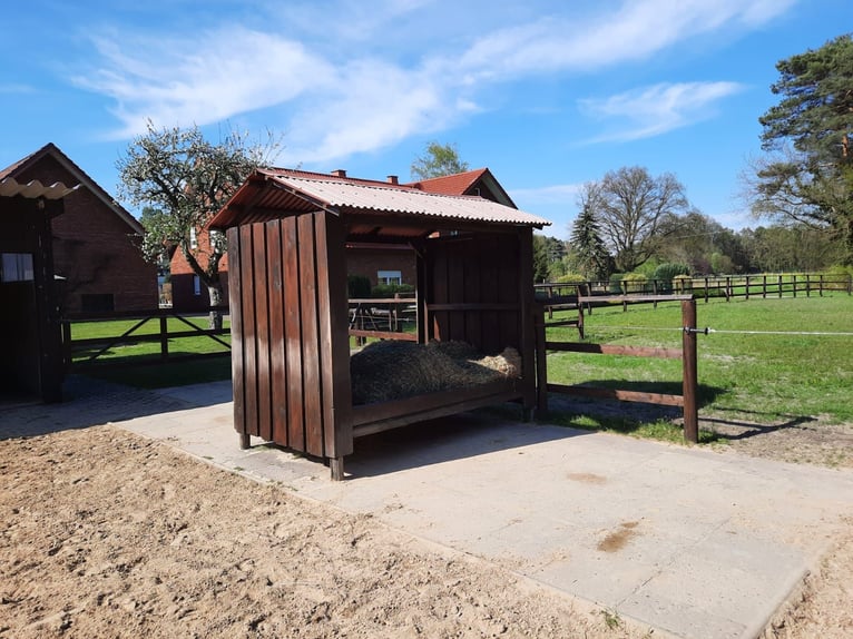 Offenstallplatz in 2er Gruppe in 33758 Schloß Holte-Stukenbrock 