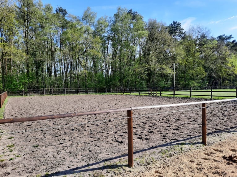 Offenstallplatz in 2er Gruppe in 33758 Schloß Holte-Stukenbrock 