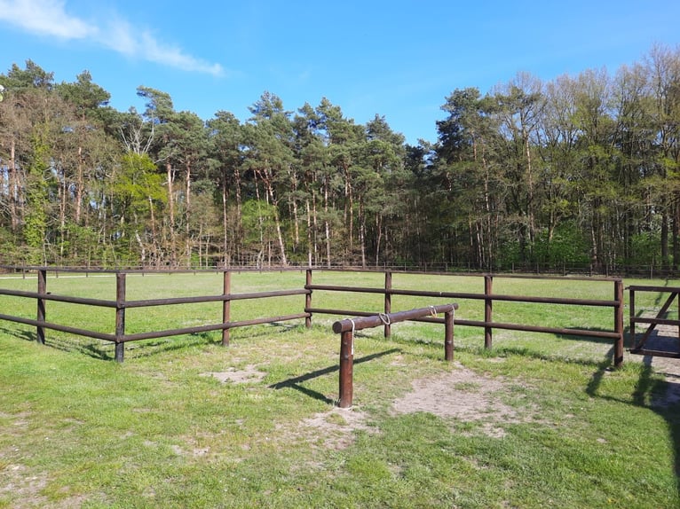Offenstallplatz in 2er Gruppe in 33758 Schloß Holte-Stukenbrock 