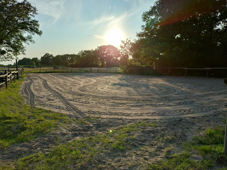 Offenstallplatz in Westerstede - Hoheliet frei 