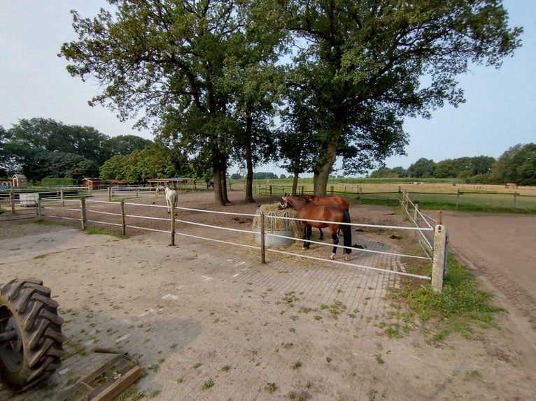 Offenstallplatz in Westerstede - Hoheliet frei 