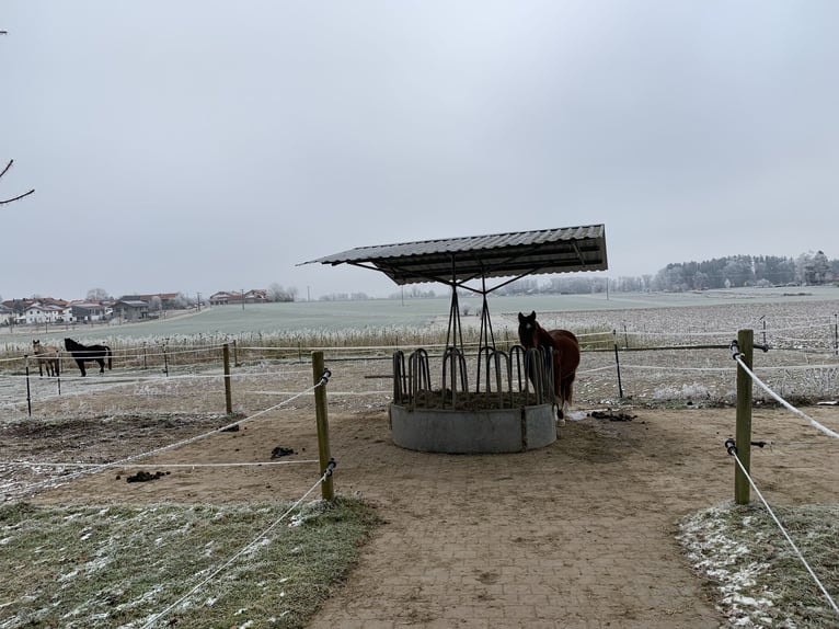 Offenstallplatz mit Herz 