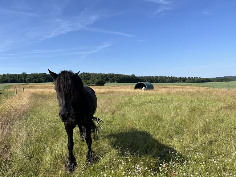 Offenstallplatz Stute